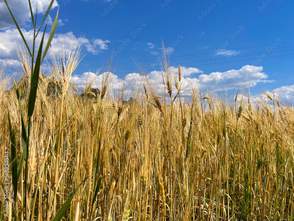 Obraz premium field with ripe Golden ears of corn against the bright setting sun