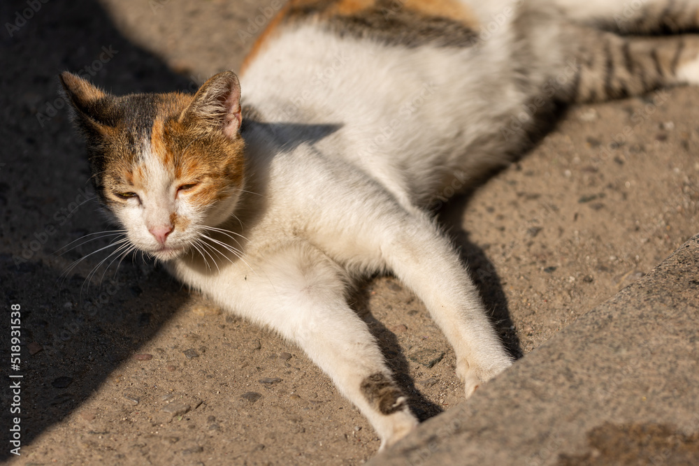 Obraz premium cat on the floor