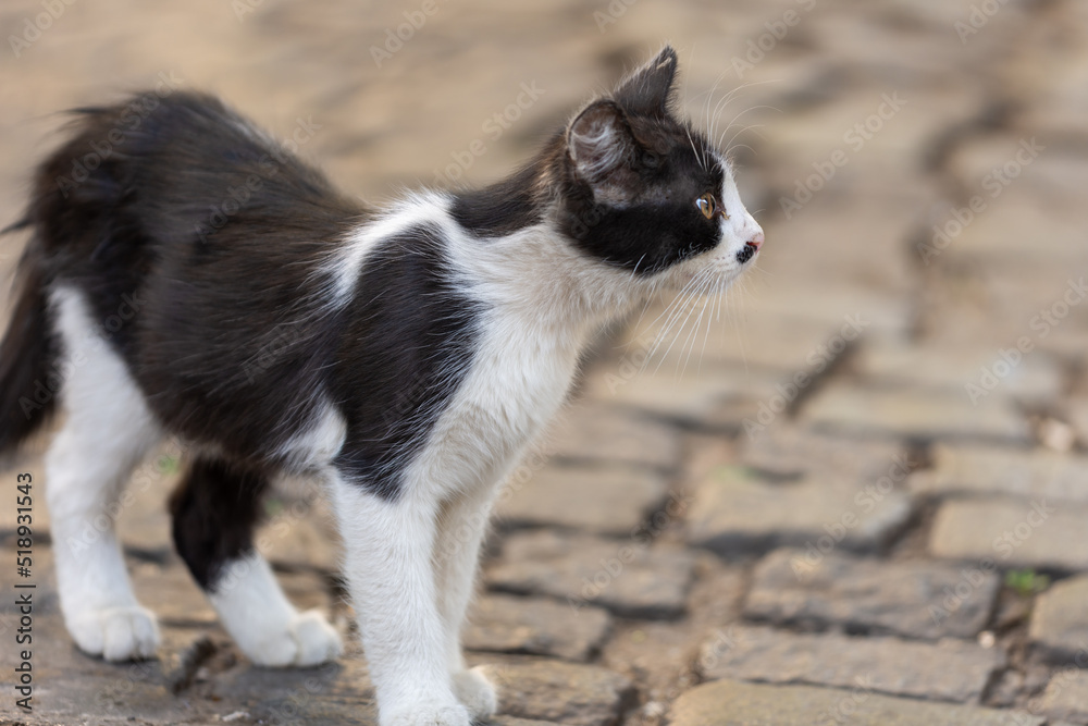 black and white cat black and white cat