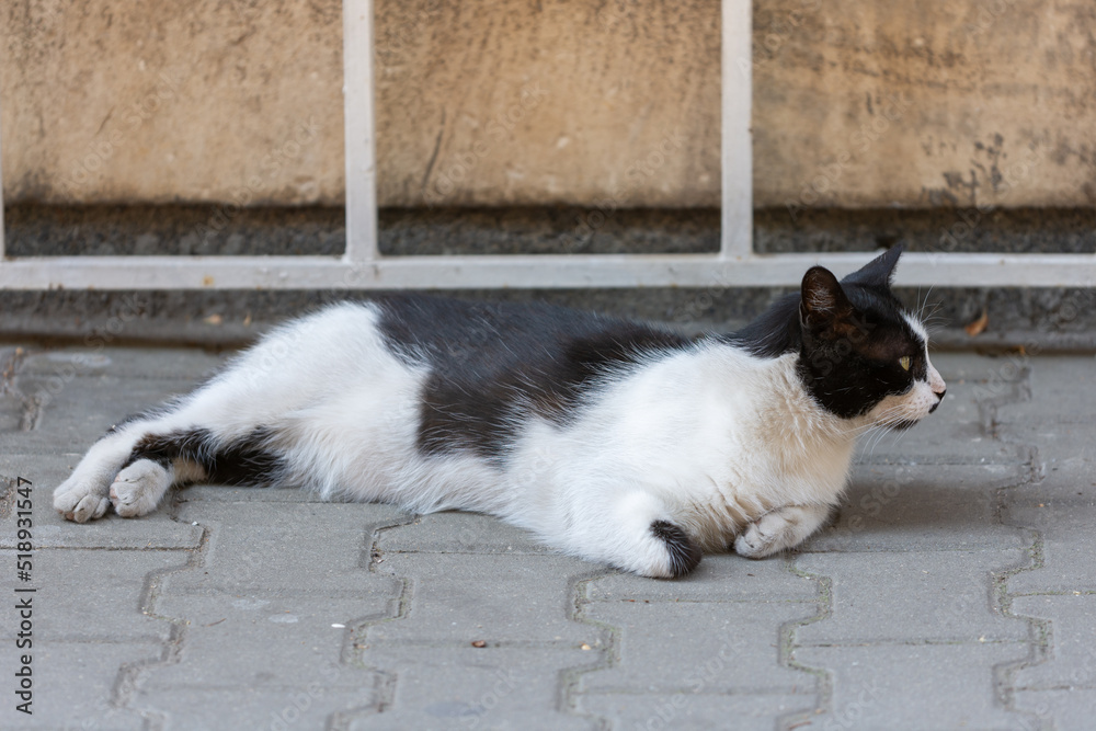 black and white cat