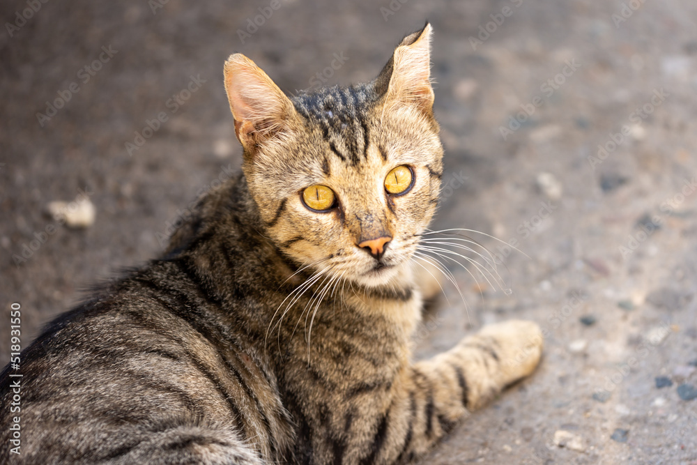 portrait of a cat