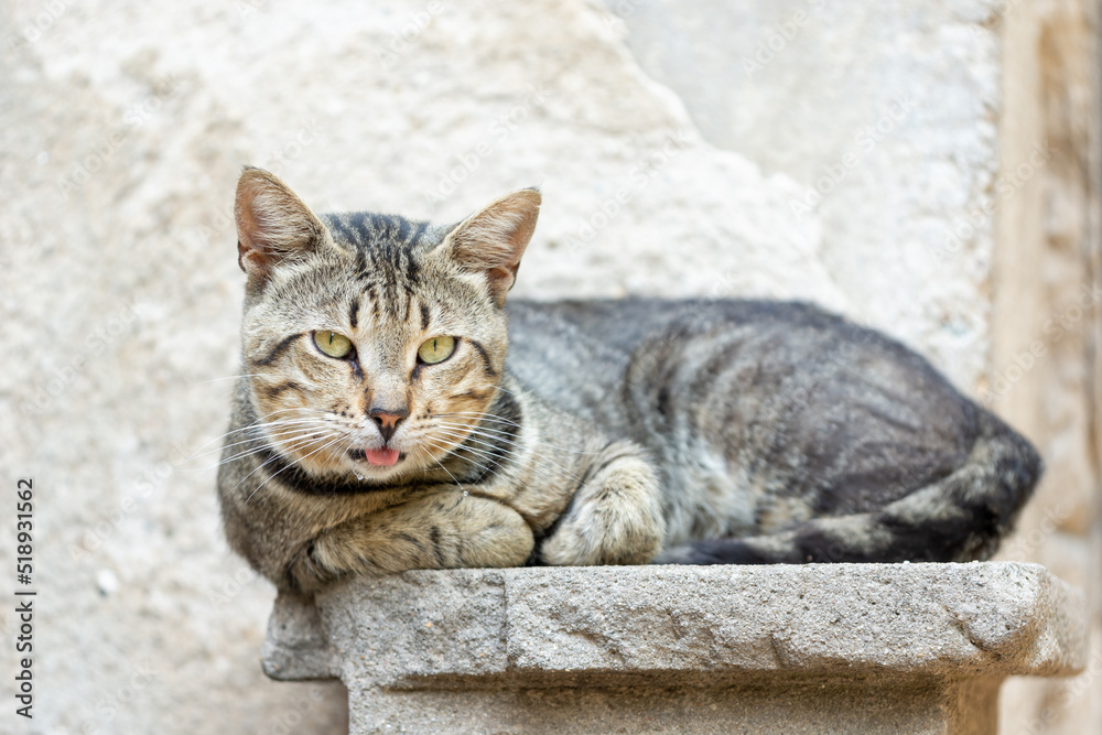 white cat on the wall