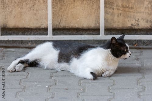 black and white cat © Svetoslav Radkov