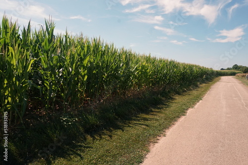 Field of Corn Stalks Bordering Dirt Road in Sunlight