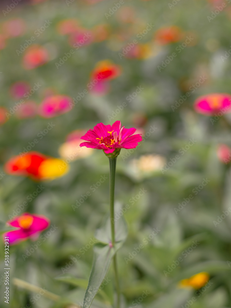 Pink flowers, close-up, outstanding, bright, in the garden, looking fresh and comfortable Pink flowers, close-up, outstanding, bright, in the garden, looking fresh and comfortable