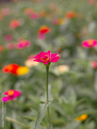 Pink flowers, close-up, outstanding, bright, in the garden, looking fresh and comfortable © wichaiphoto