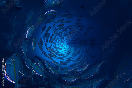 Photography flock of many fish underwater abstract background