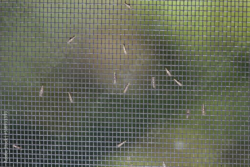 window mesh protection against insects