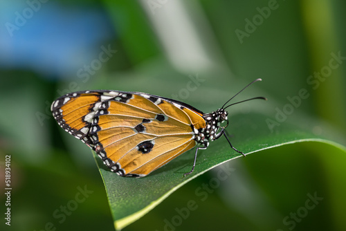 Papillon sur une grande feuille