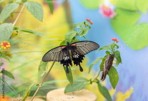 Papillon vue de dessus photo