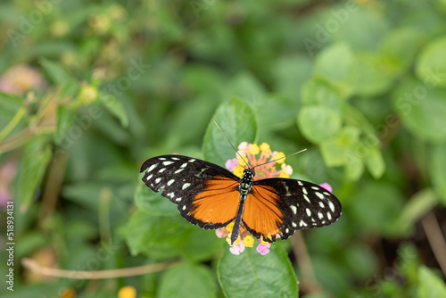 Papillon papillon sur fleur gros plan