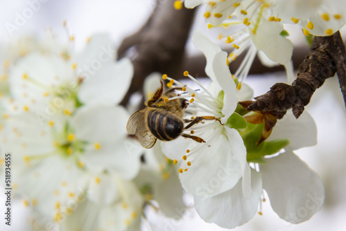 Honey bee flies, feeding and pollinating plum flowers in a plum orchard
