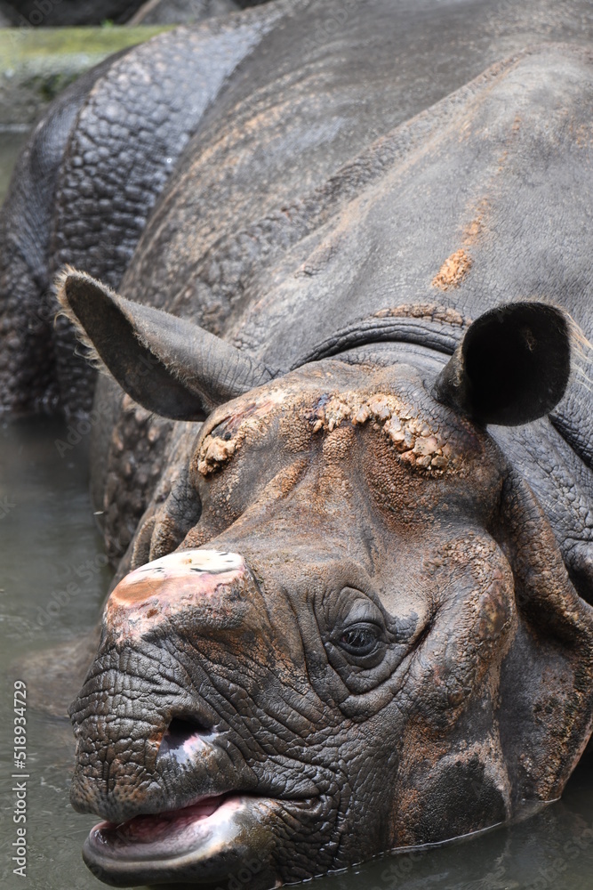 Fototapeta premium インドサイ