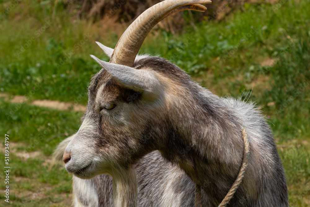 Grey goat portrait on grass background. Horned goat grazing on a green meadow, rural scene Grey goat portrait on grass background. Horned goat grazing on a green meadow, rural scene