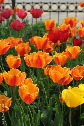 Bright red and orange tulips growing in the spring garden.