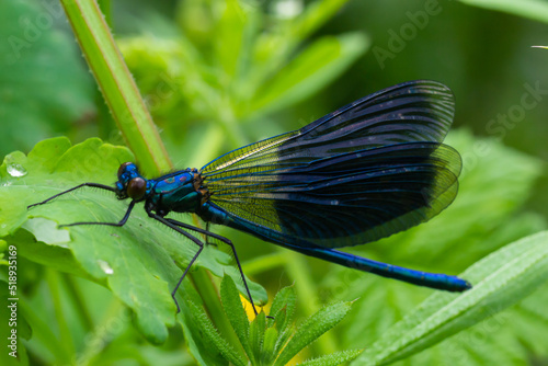 Banded demoiselle, Calopteryx splendens, sitting on a blade of grass. Beautiful blue demoiselle in its habitat. Insect portrait with soft green background. Wildlife scene from nature © Oleh Marchak