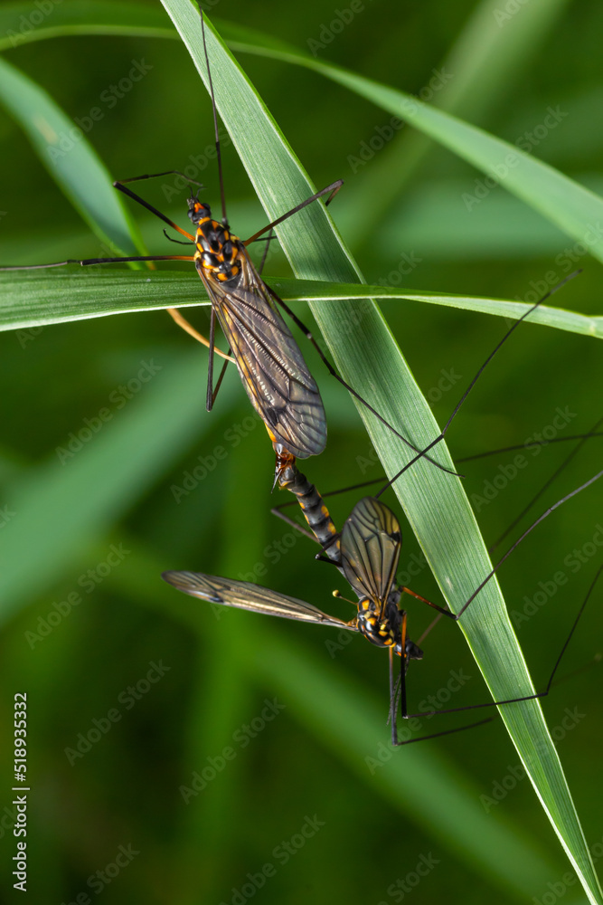 A female mosquito nephrotoma with long legs hid under a leaf of grass A female mosquito nephrotoma with long legs hid under a leaf of grass