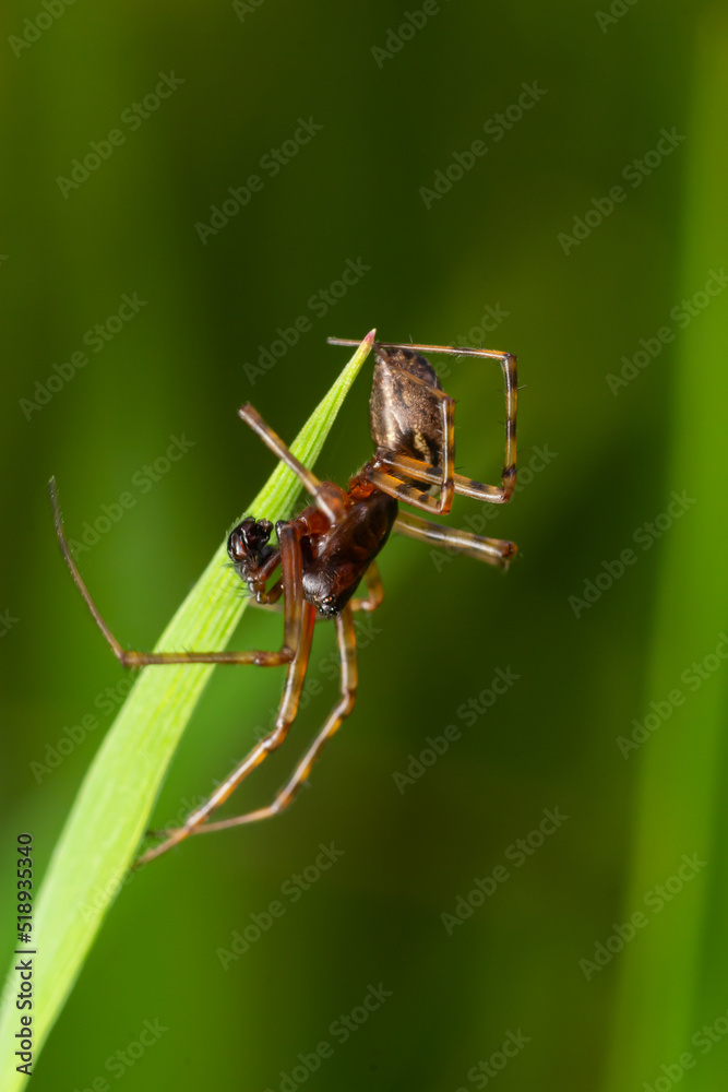 Neriene peltata is a species of spider belonging to the family Linyphiidae Neriene peltata is a species of spider belonging to the family Linyphiidae