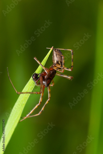 Neriene peltata is a species of spider belonging to the family Linyphiidae photo