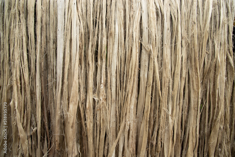 Closeup shot of raw jute fiber hanging under the sunlight for drying. Brown jute fiber texture and background Closeup shot of raw jute fiber hanging under the sunlight for drying. Brown jute fiber texture and background