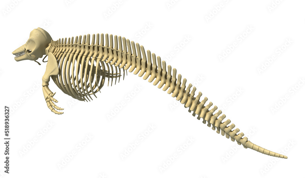 Dolphin Skeleton anatomy 3D rendering back view Dolphin Skeleton anatomy 3D rendering back view