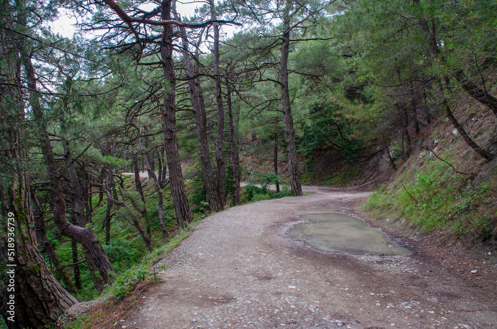 A sandy road in a coniferous forest. Beautiful summer landscape. Design of photo wallpapers, screensavers, covers. A sandy road in a coniferous forest. Beautiful summer landscape. Design of photo wallpapers, screensavers, covers.