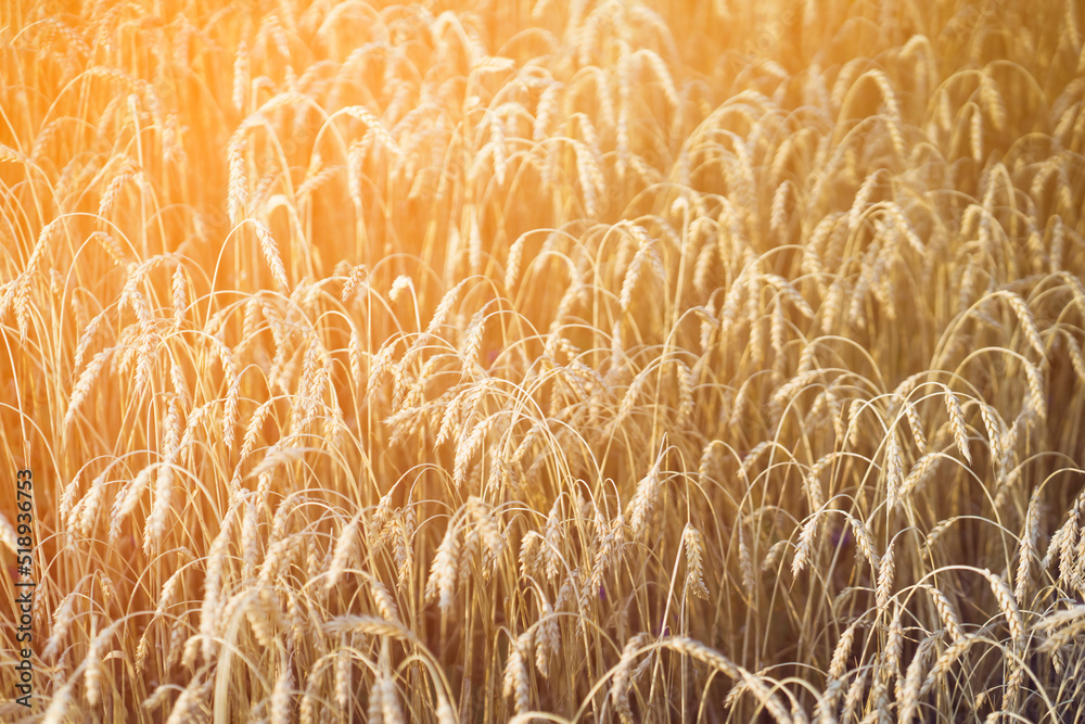 Stems of golden wheat with grain for flour production, wheat Stems of golden wheat with grain for flour production, wheat