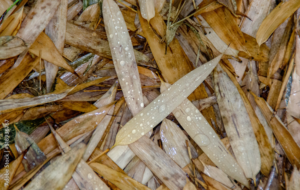 Background of yellowed wet palm leaves on the ground. Autumn weather. Background of yellowed wet palm leaves on the ground. Autumn weather.