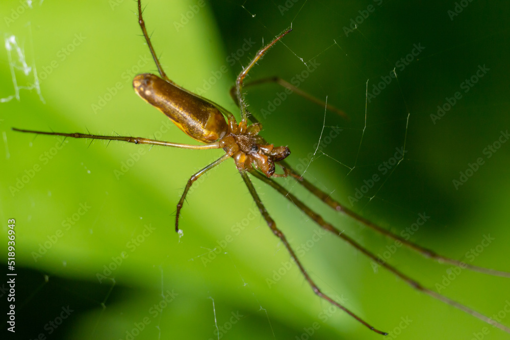 Tetragnatha montana on the termuric on a leaf on a summers day Tetragnatha montana on the termuric on a leaf on a summers day
