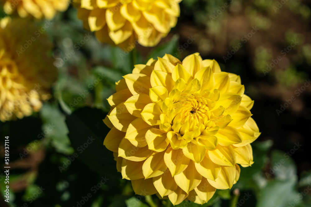 黄色いダリアの花のクローズアップ 黄色いダリアの花のクローズアップ