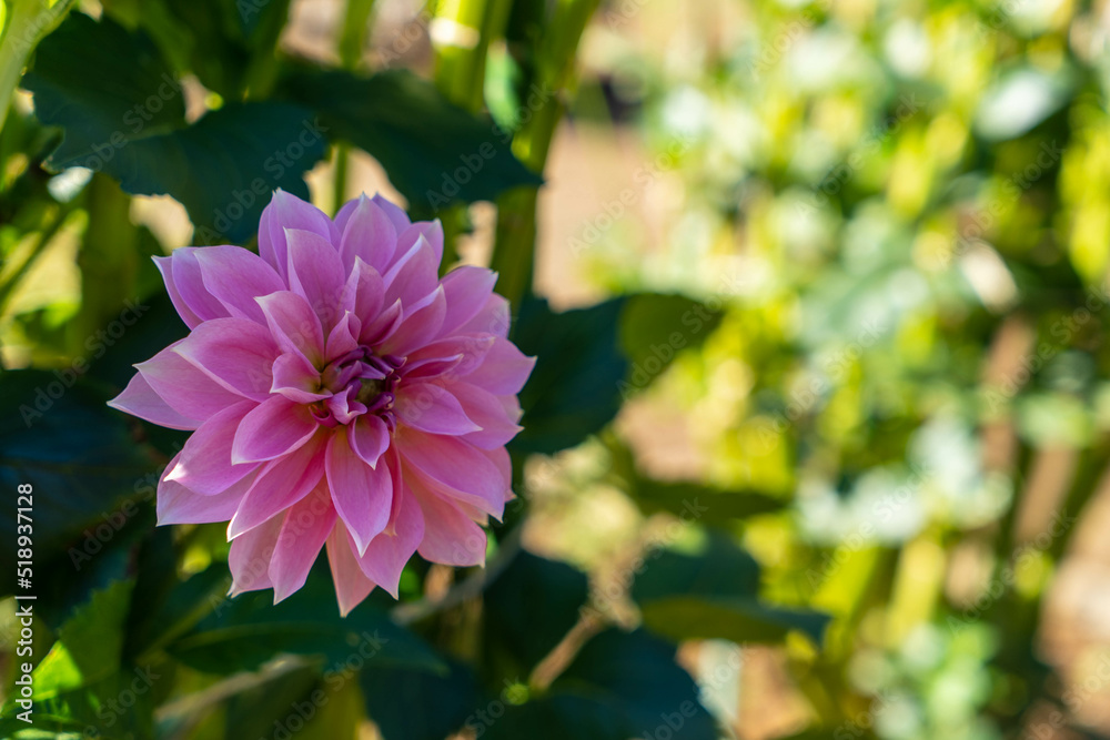 Obraz premium かわいらしいピンク色のダリアの花