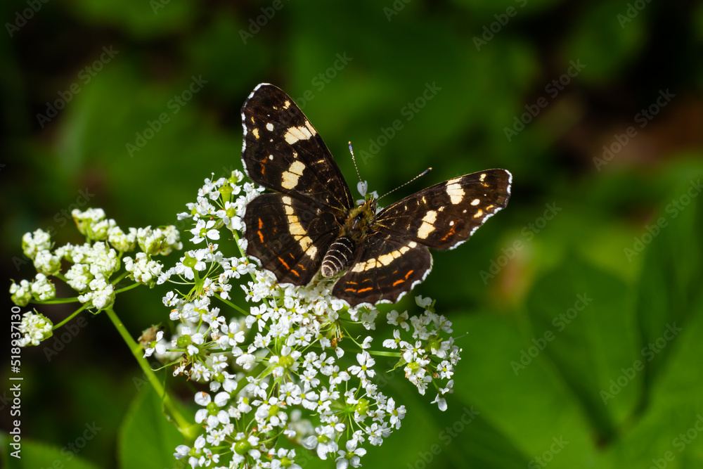 Map butterfly Araschnia levana on giant hogweed blossoms Map butterfly Araschnia levana on giant hogweed blossoms