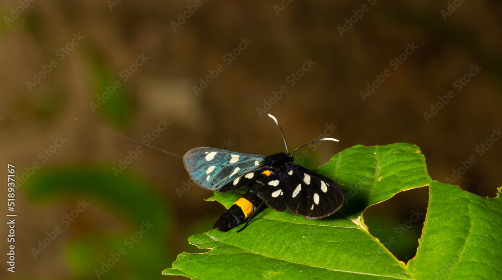 Close up of a nine spotted moth Amata phegea with spread wings Close up of a nine spotted moth Amata phegea with spread wings