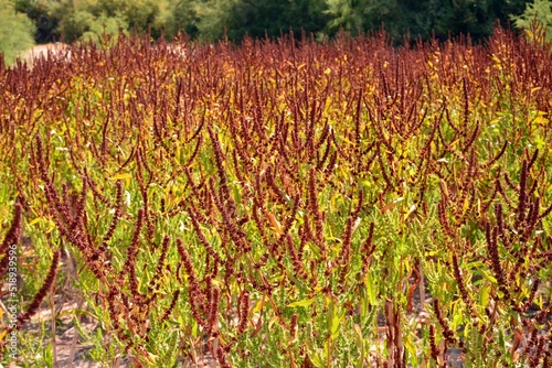 Rumex crispus, especie de planta herbácea del género Rumex de la familia Polygonaceae, en verano photo