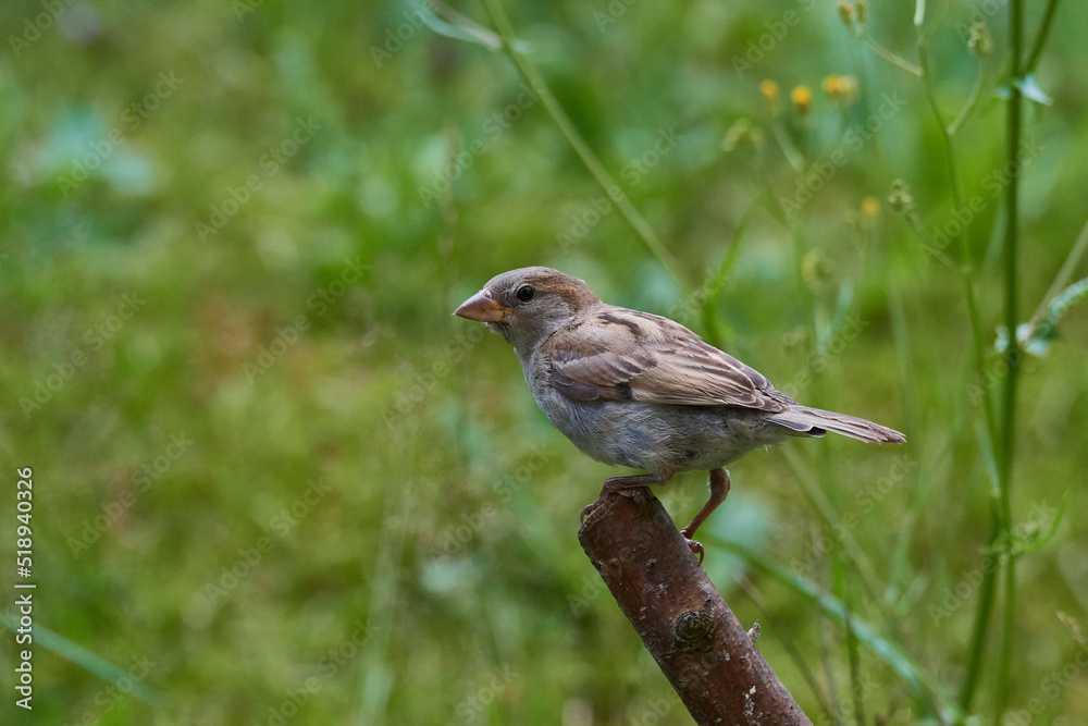 Fototapeta premium Haussperling auf einem Ast