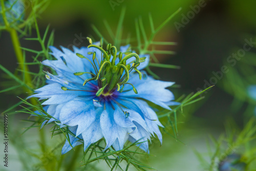 Black cumin flower