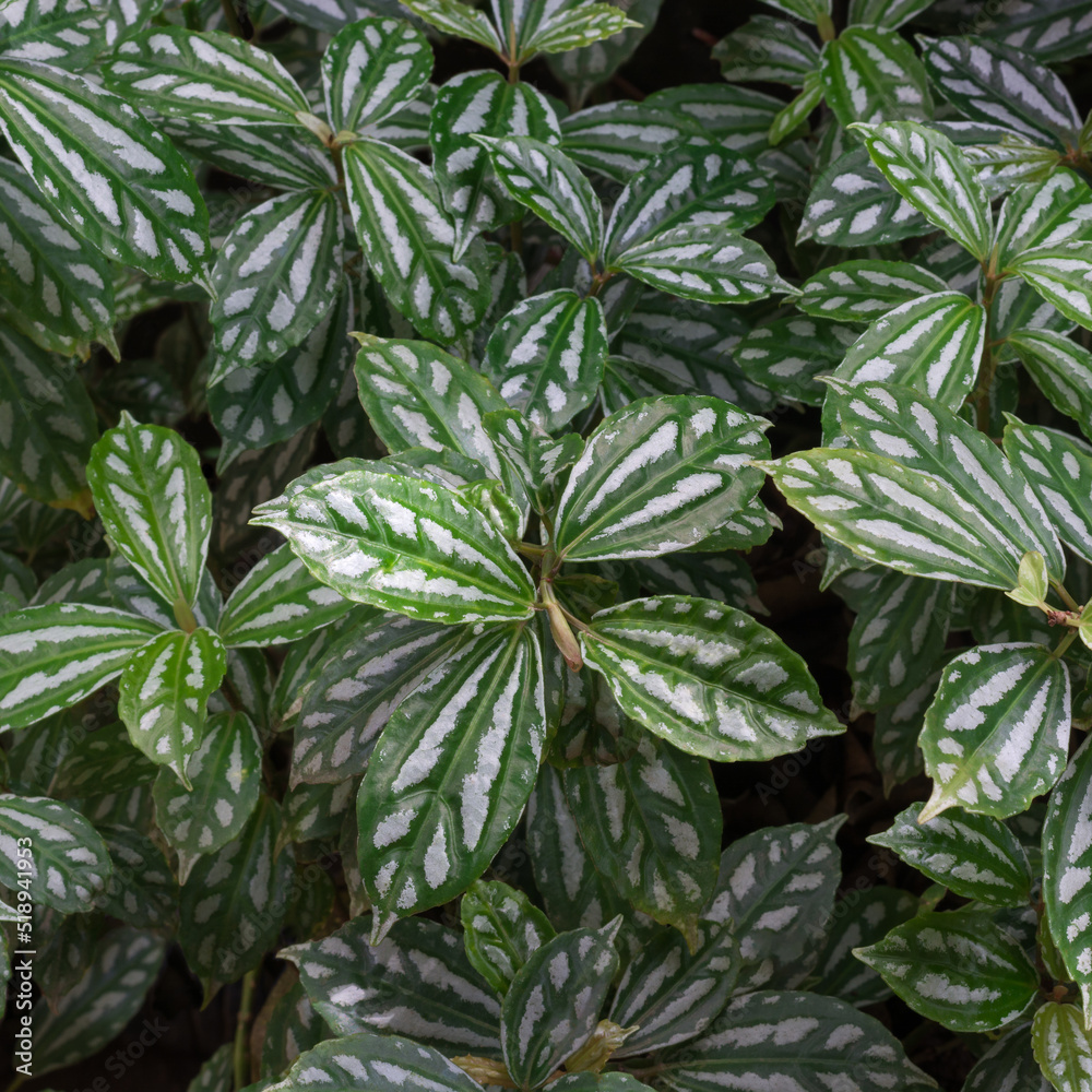 aluminum plant or watermelon pilea foliage, tropical fast growing houseplant in the garden, natural abstract background taken in shallow depth of field