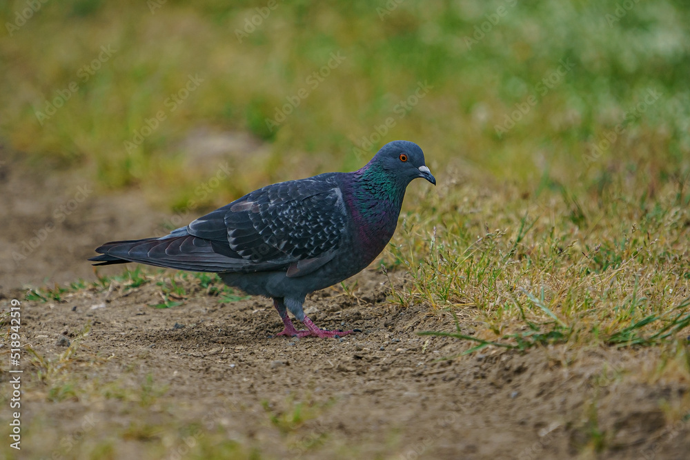 Rock Dove (Columba livia) perched on dry grass Rock Dove (Columba livia) perched on dry grass