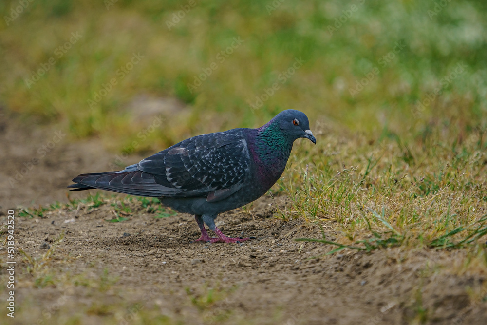 Rock Dove (Columba livia) perched on dry grass Rock Dove (Columba livia) perched on dry grass