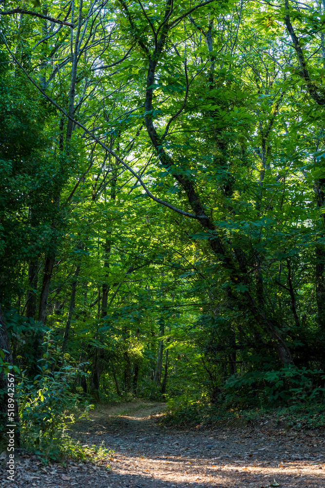 Chemin forestier dans la forêt communal d'Olargues dans le Parc naturel régional du Haut-Languedoc