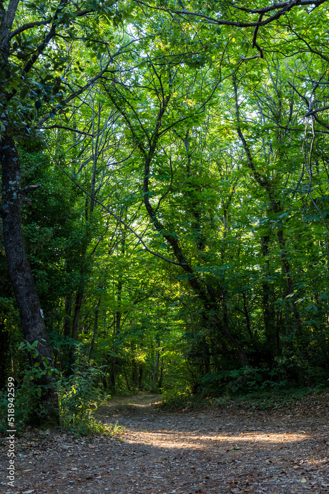 Naklejka premium Chemin forestier dans la forêt communal d'Olargues dans le Parc naturel régional du Haut-Languedoc