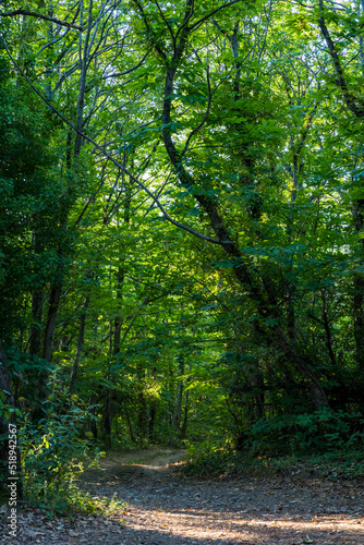 Chemin forestier dans la forêt communal d'Olargues dans le Parc naturel régional du Haut-Languedoc