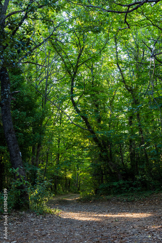 Chemin forestier dans la for  t communal d Olargues dans le Parc naturel r  gional du Haut-Languedoc