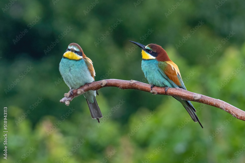 Obraz premium Beautiful nature scene with European bee-eater Merops apiaster. Merops apiaster in the nature habitat