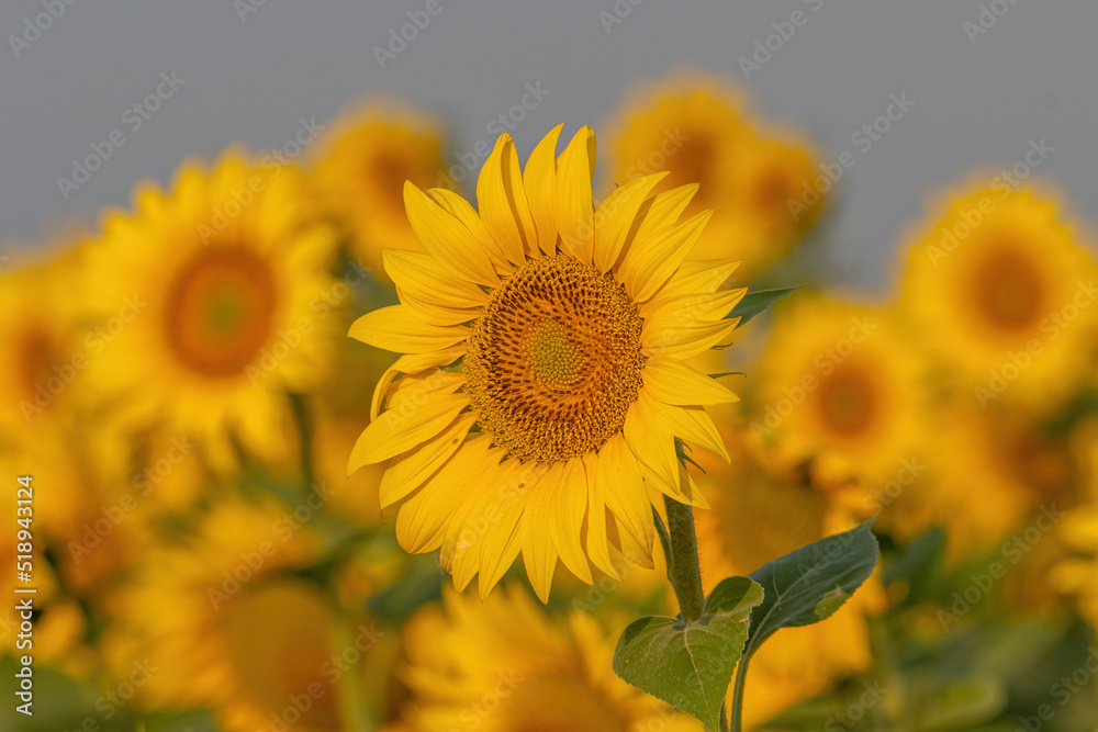 Fototapeta premium Detail Close-up view of a young sunflowers over cloudy sky