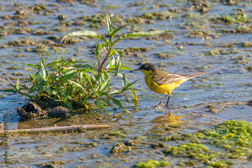 Black headed  yellow wagtail (Motacilla flava feldegg) photo