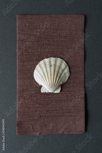 seashell isolated on brown paper with texture and gray board