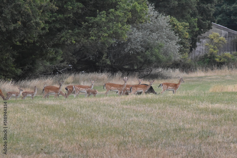 Fototapeta premium Fallow Deer Herds in Epping Forest, UK.