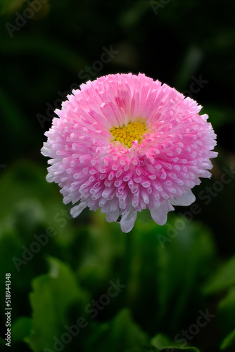 A single pink yellow and white China aster flower head growing in a garden bed  photographed in portrait orientation