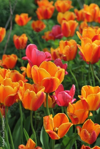 red and yellow tulips